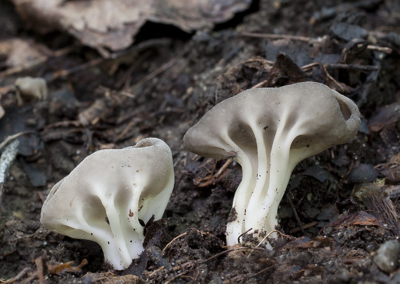 Helvella costifera